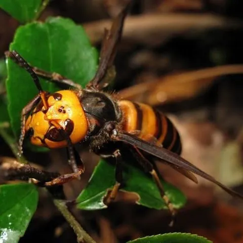 thumbnail for publication: Northern Giant Hornet Vespa mandarinia Smith (1852) (Insecta: Hymenoptera: Vespidae)